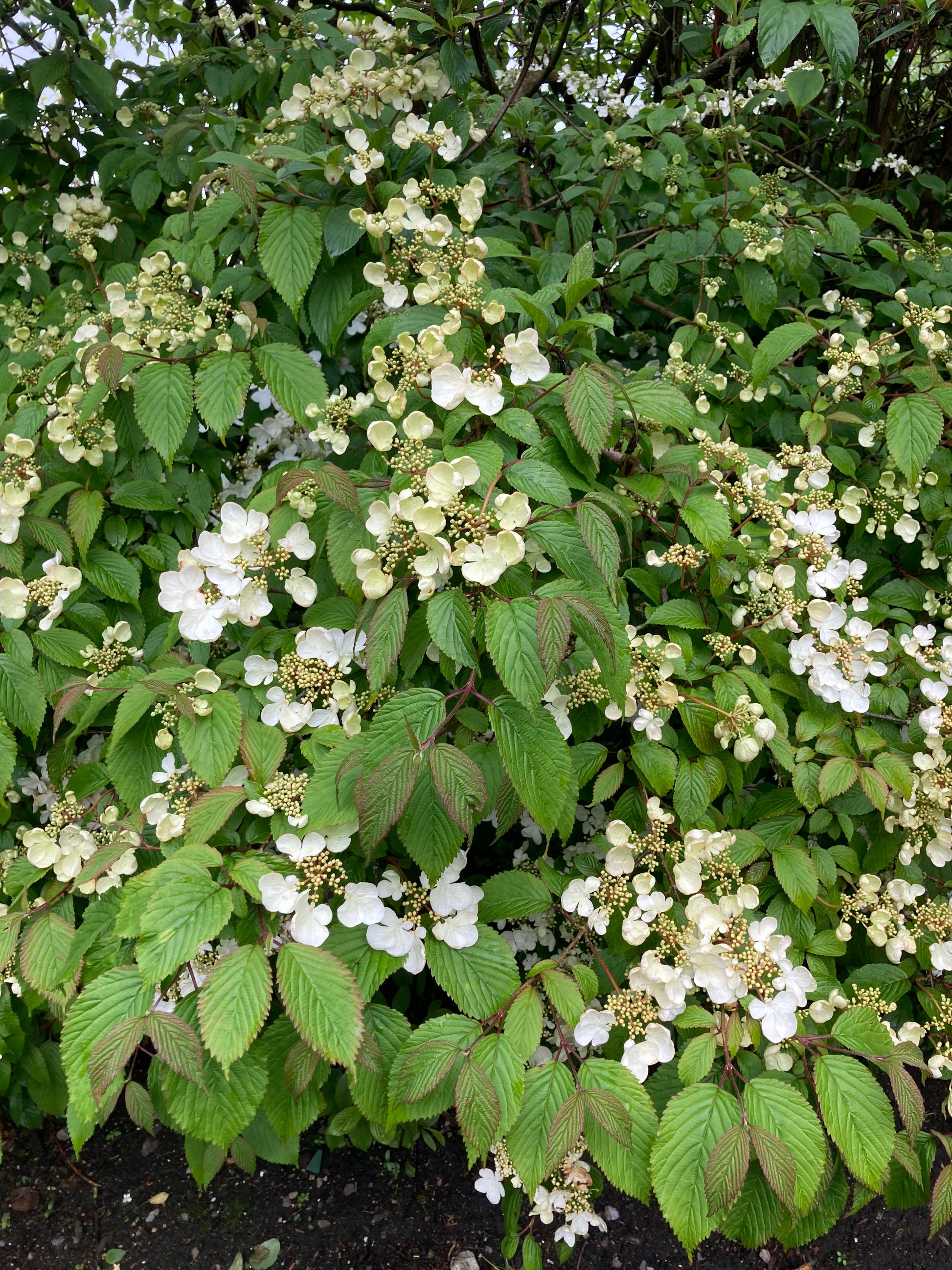 Viburnum plicatum Darts Red Robin Champion Plants
