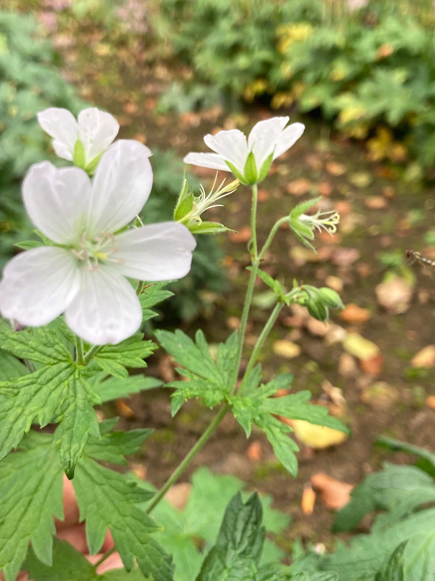 Geranium sylvaticum Album - Champion Plants