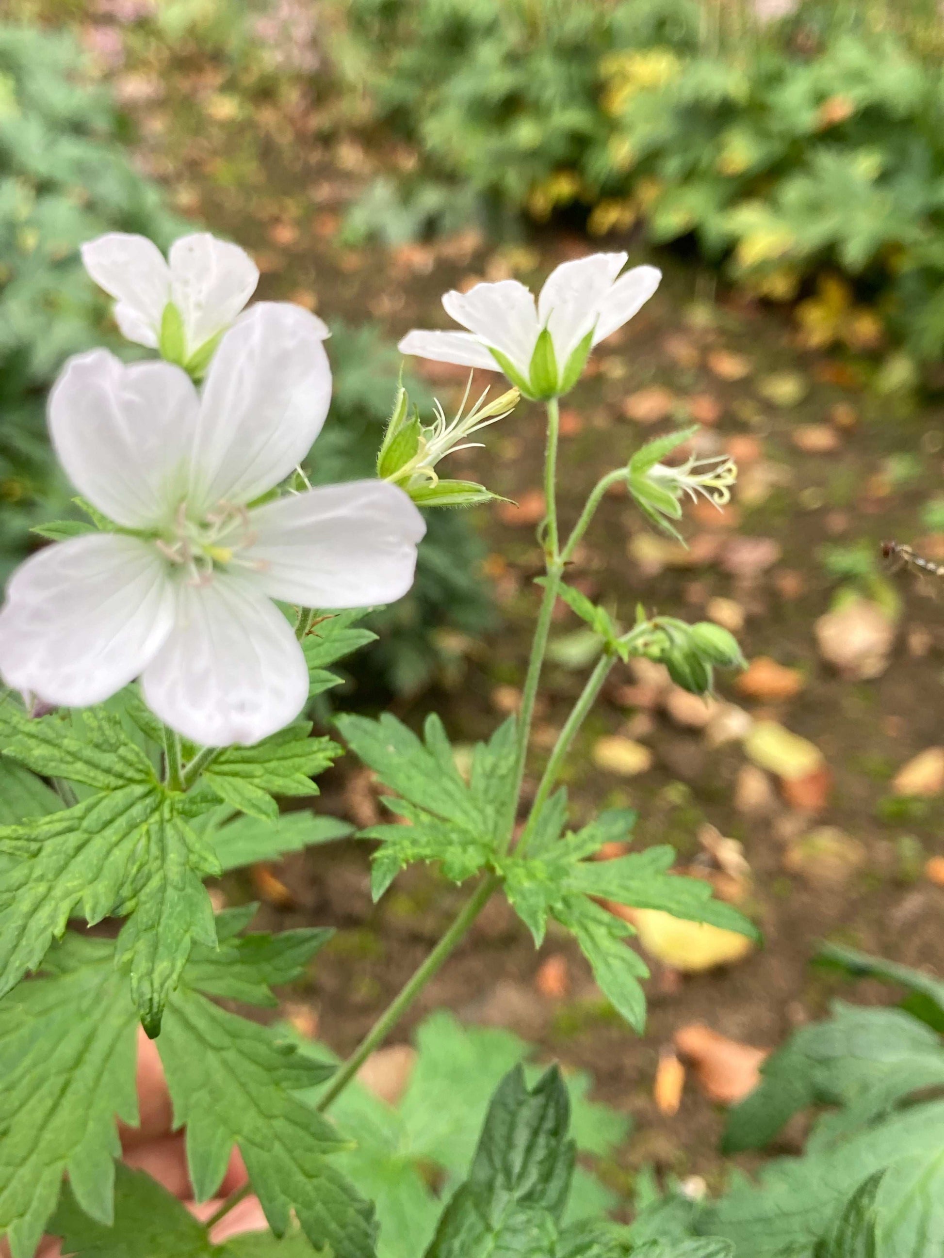 Geranium sylvaticum Album - Champion Plants