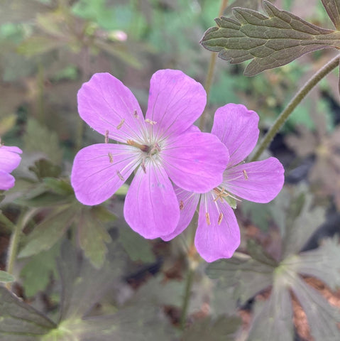 Geranium maculatum 'Espresso'