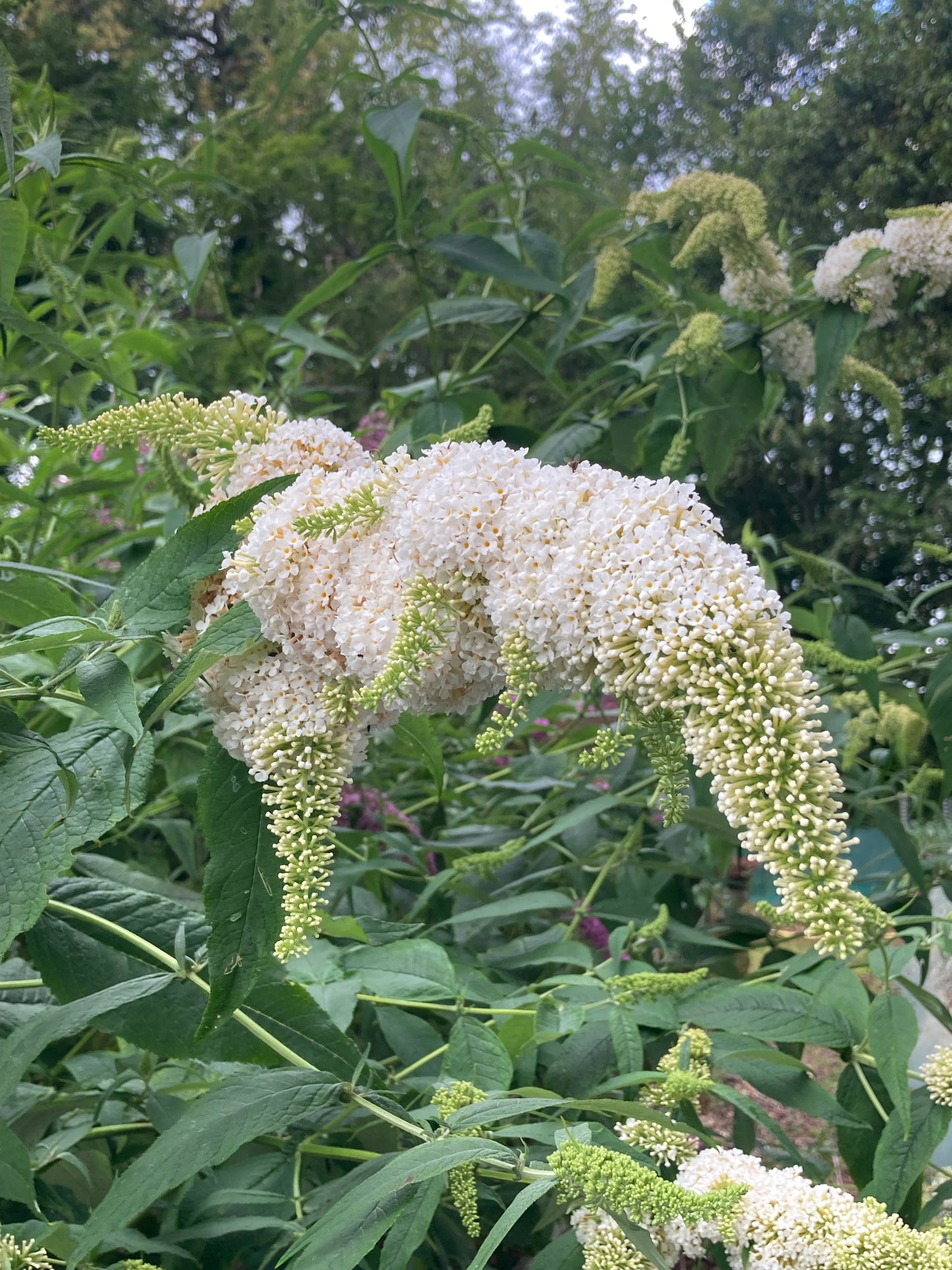 Buddleja (Buddleia) davidii White Wings - Champion Plants