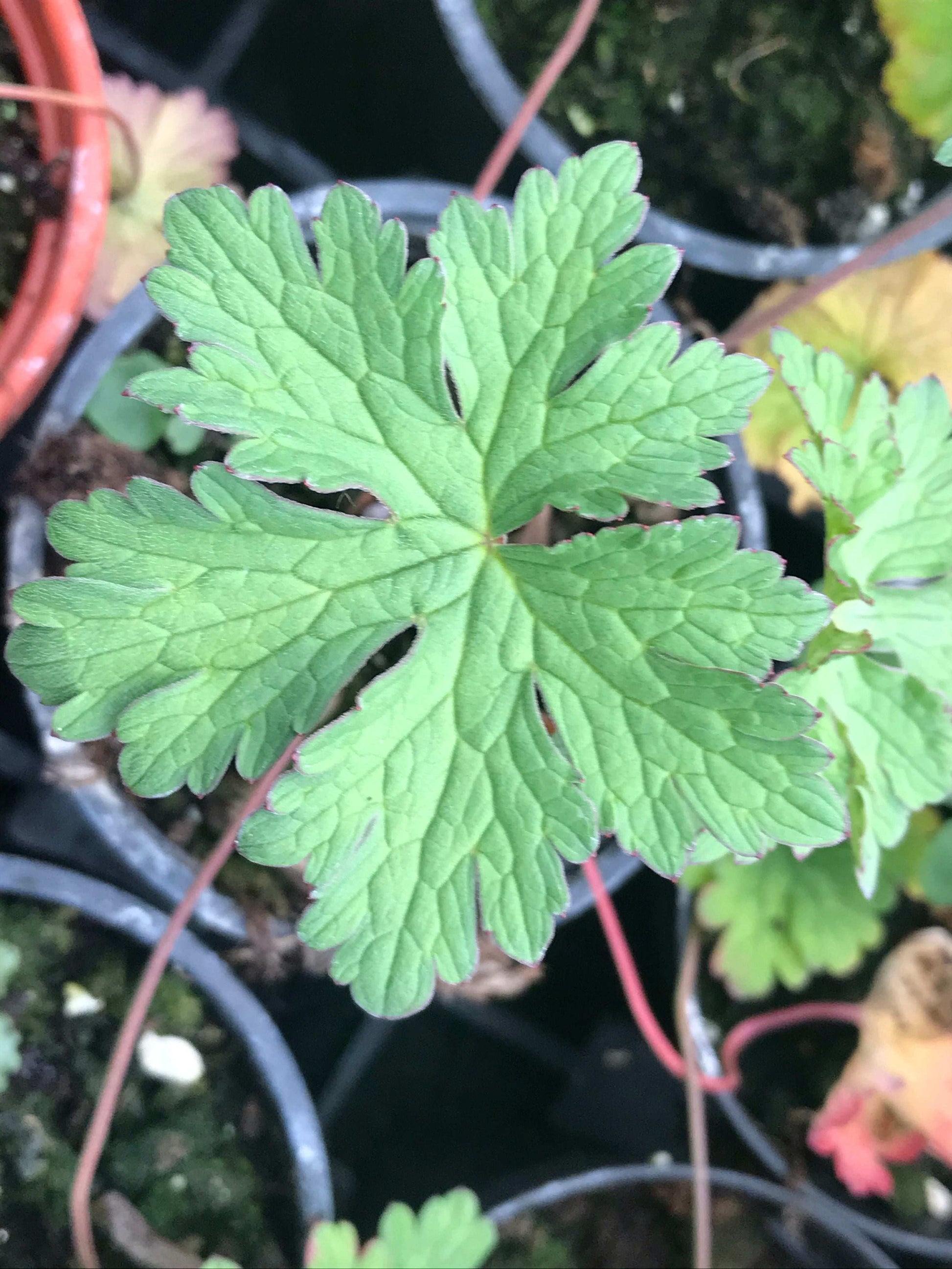 Geranium himalayense 'Gravetye' - Champion Plants