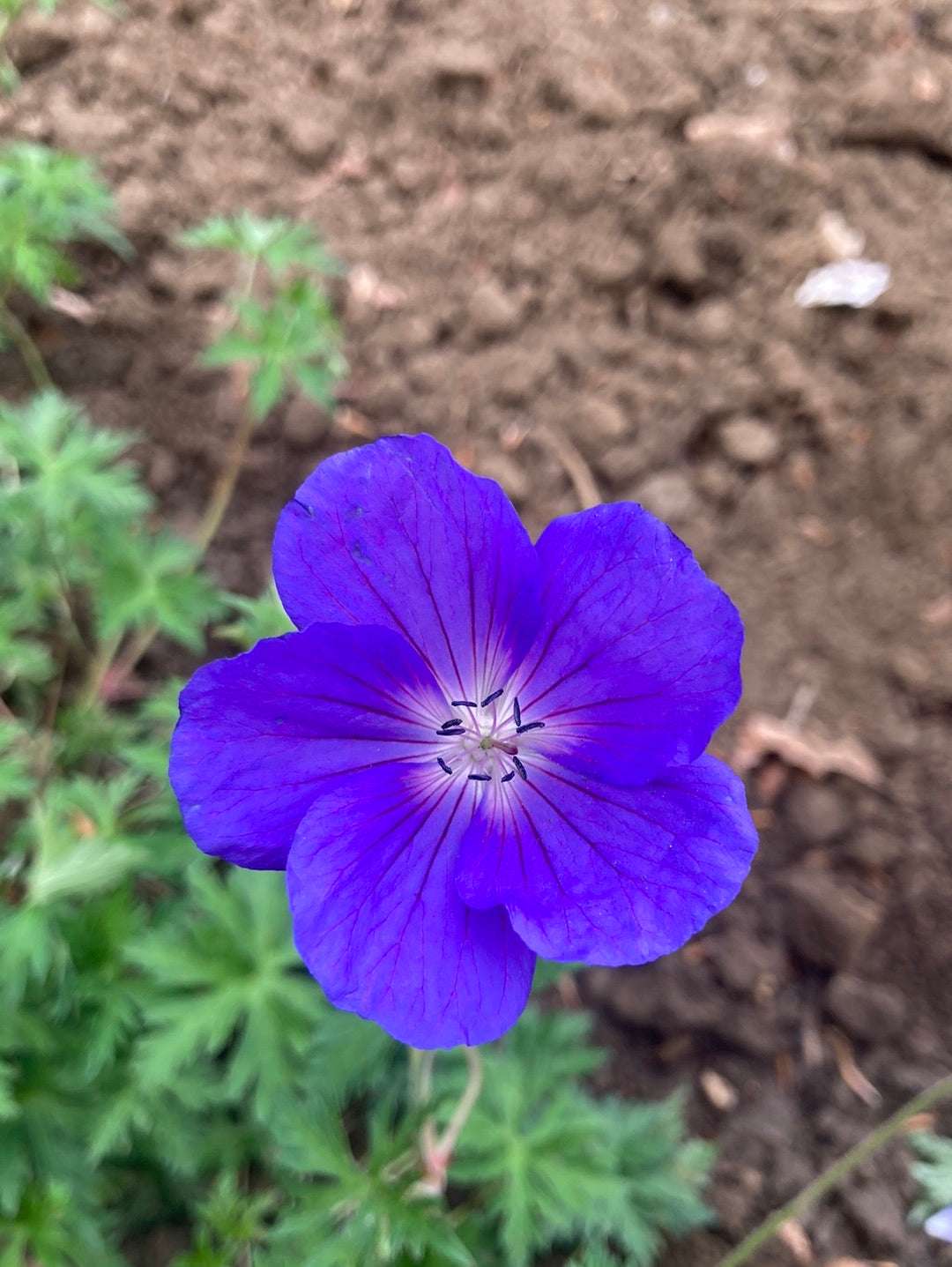 Geranium Orion - AGM - Champion Plants
