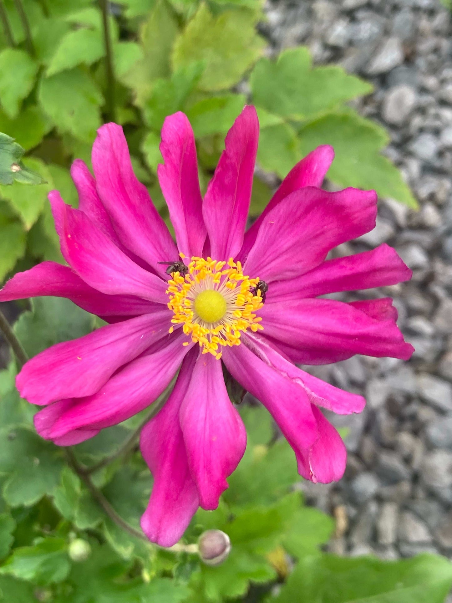 Anemone japonica 'Prinz Heinrich' - Champion Plants