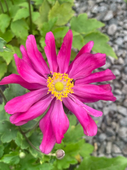 Anemone japonica 'Prinz Heinrich' - Champion Plants