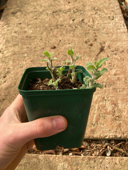 Nepeta racemosa Amelia - Champion Plants