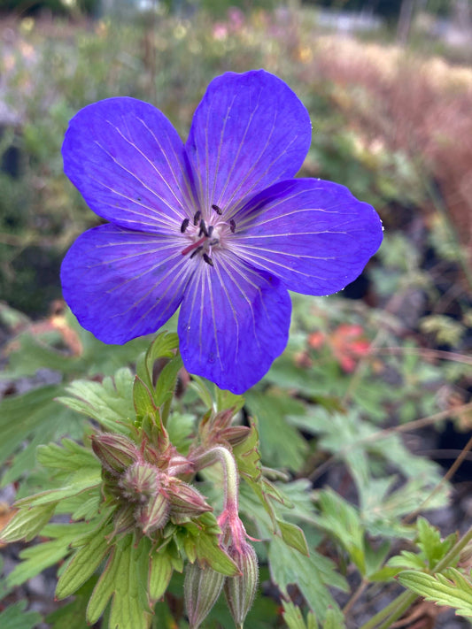 Geranium × johnsonii Johnsons Blue - Champion Plants