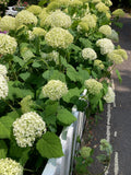 Hydrangea arborescens 'Annabelle' - AGM