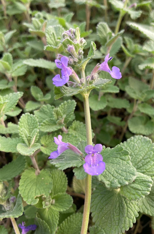 Nepeta racemosa - Champion Plants