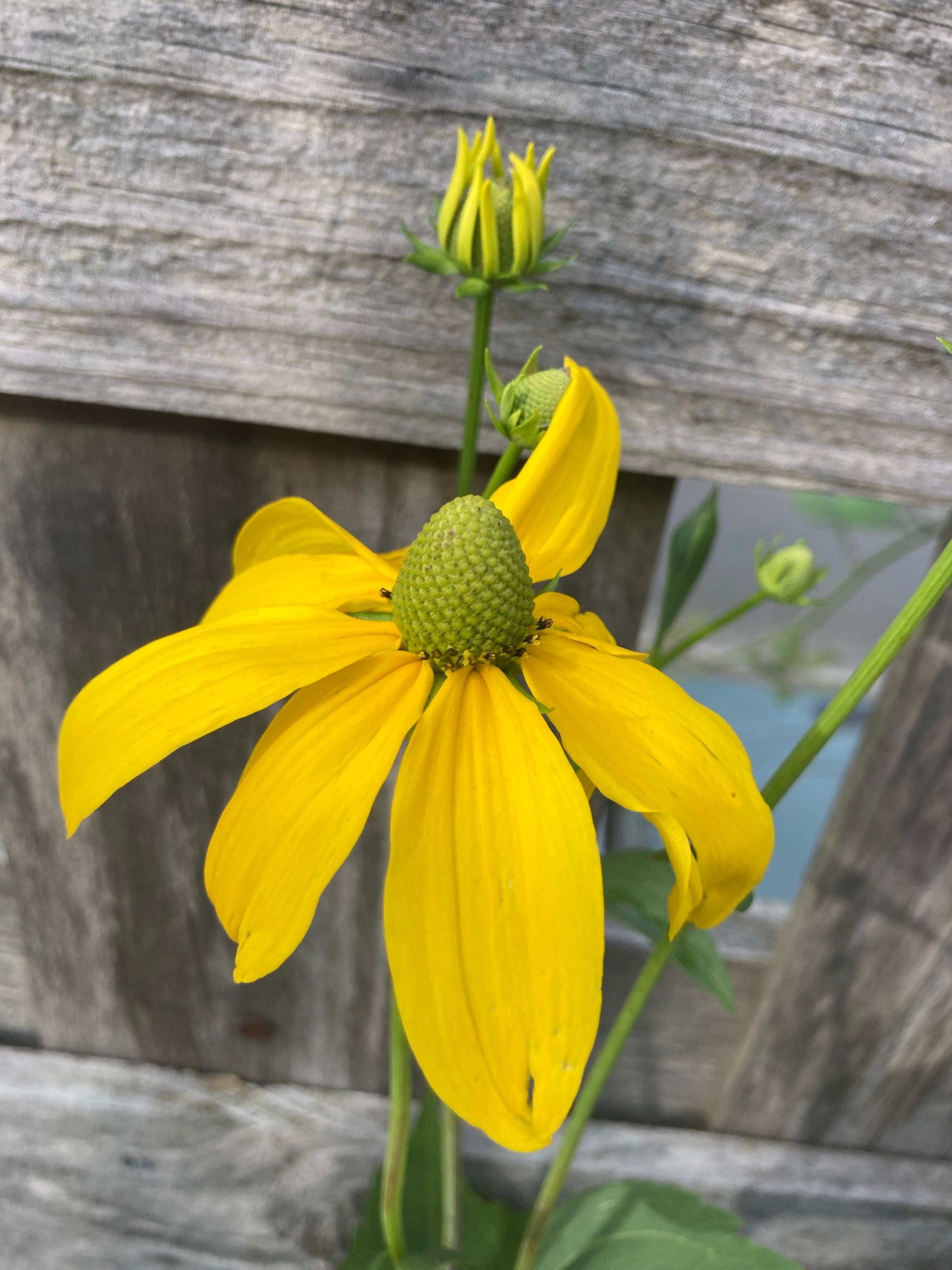 Rudbeckia laciniata Juligold - Champion Plants