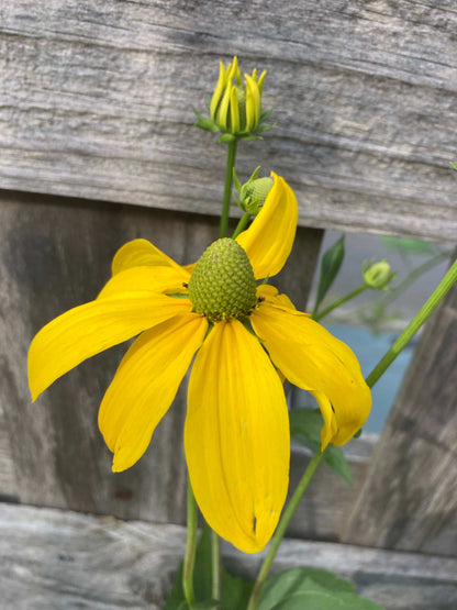 Rudbeckia laciniata Juligold - Champion Plants