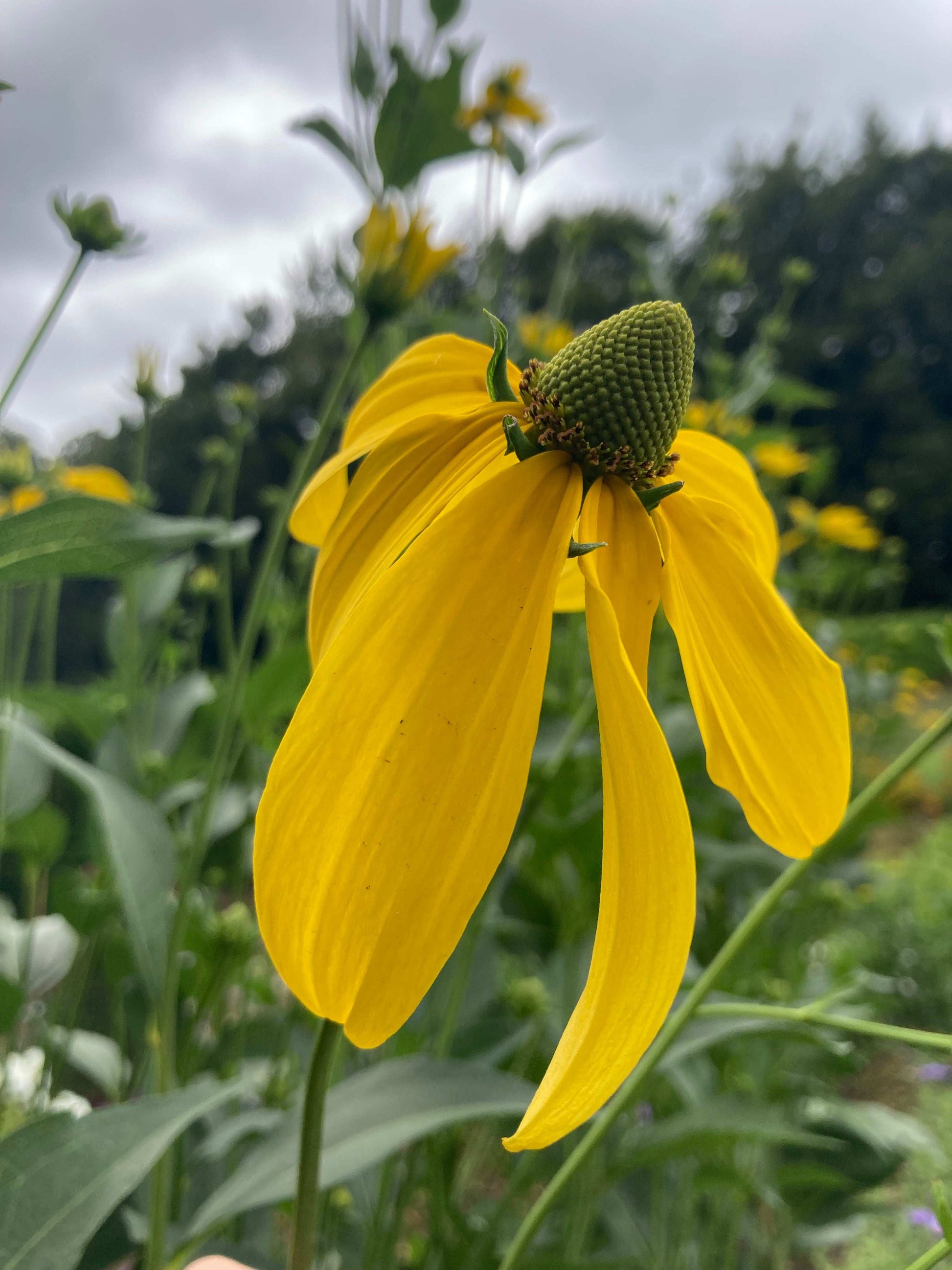 Rudbeckia laciniata Juligold - Champion Plants