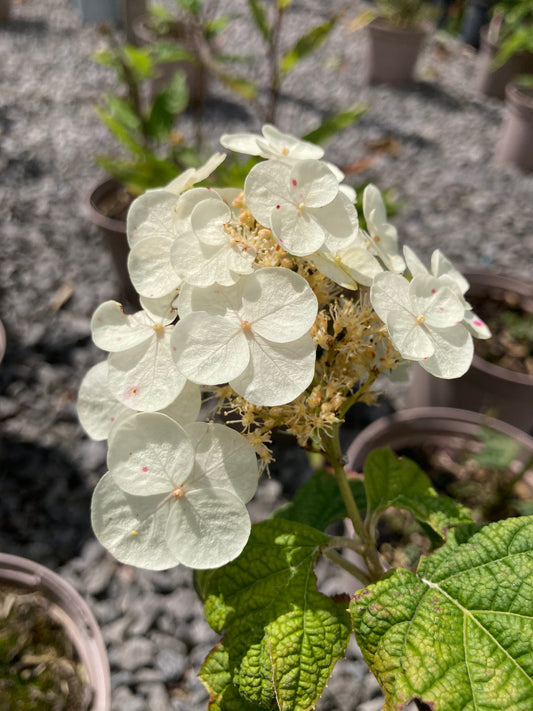 Hydrangea quercifolia - Champion Plants