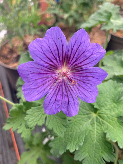Geranium magnificum 'Alan Mayes' - Champion Plants