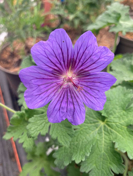 Geranium magnificum 'Alan Mayes' - Champion Plants