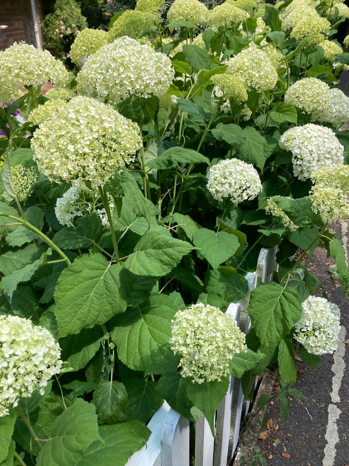 Hydrangea arborescens 'Annabelle' - AGM - Champion Plants