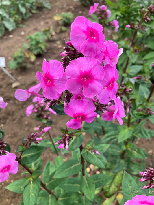 Phlox Eva Cullum - AGM - Champion Plants
