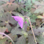 Geranium maculatum 'Expresso'