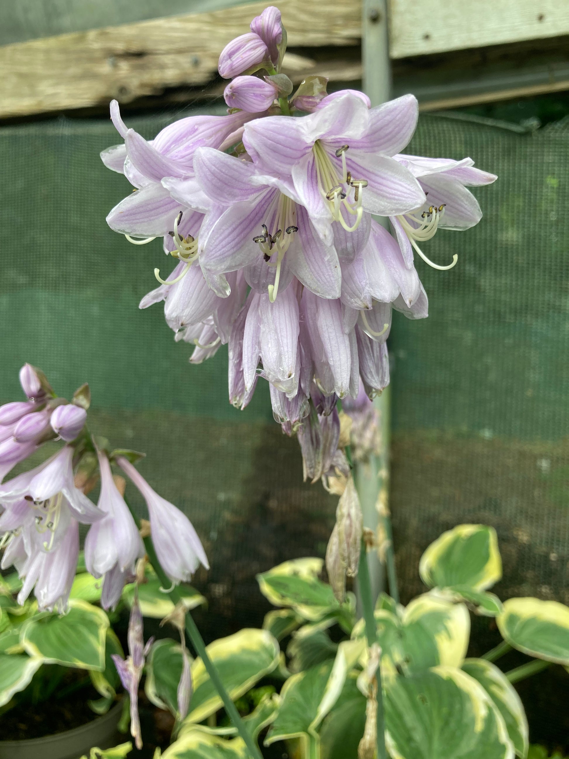 Hosta Great Expectations - Champion Plants