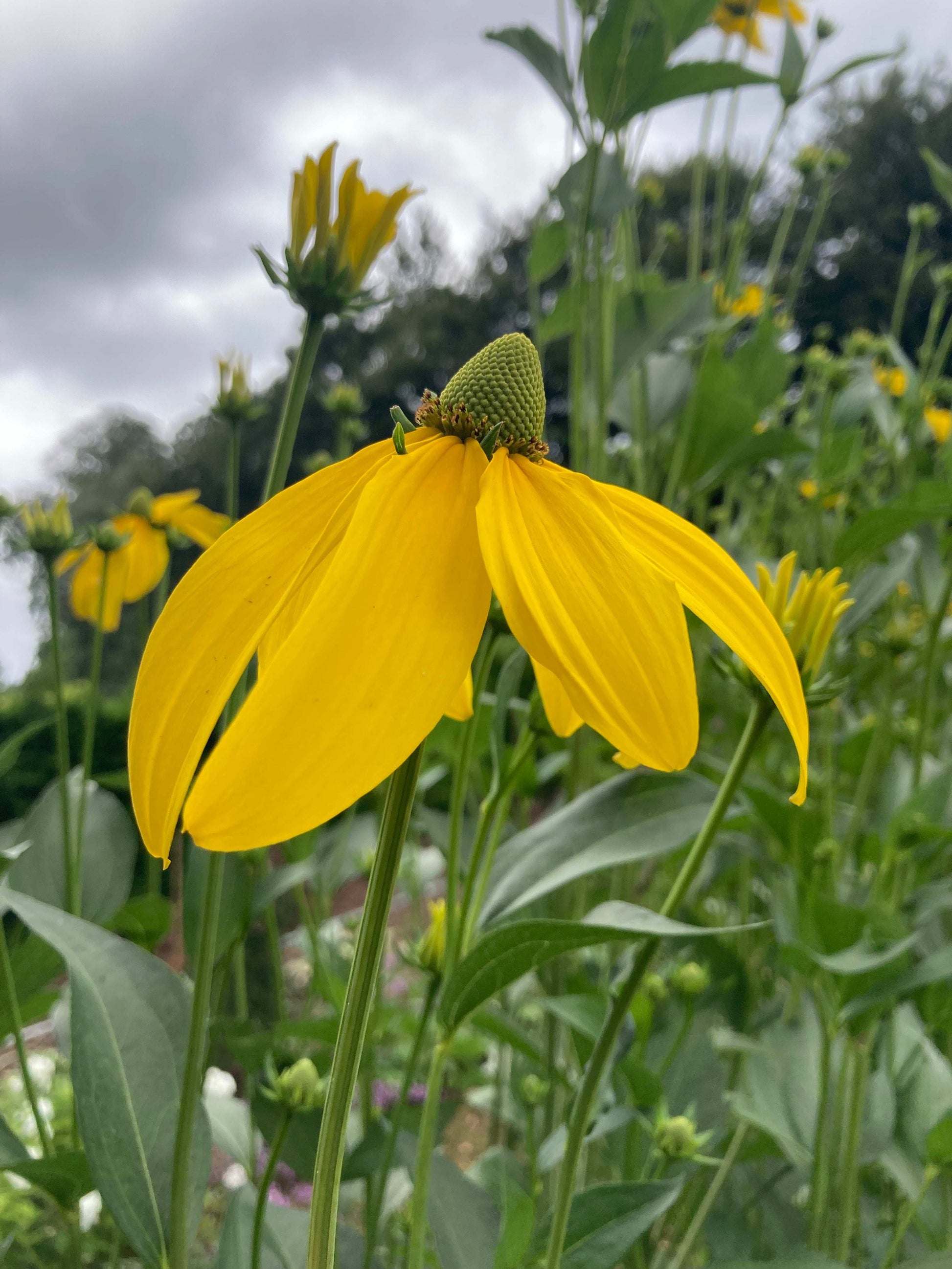 Rudbeckia laciniata Juligold - Champion Plants