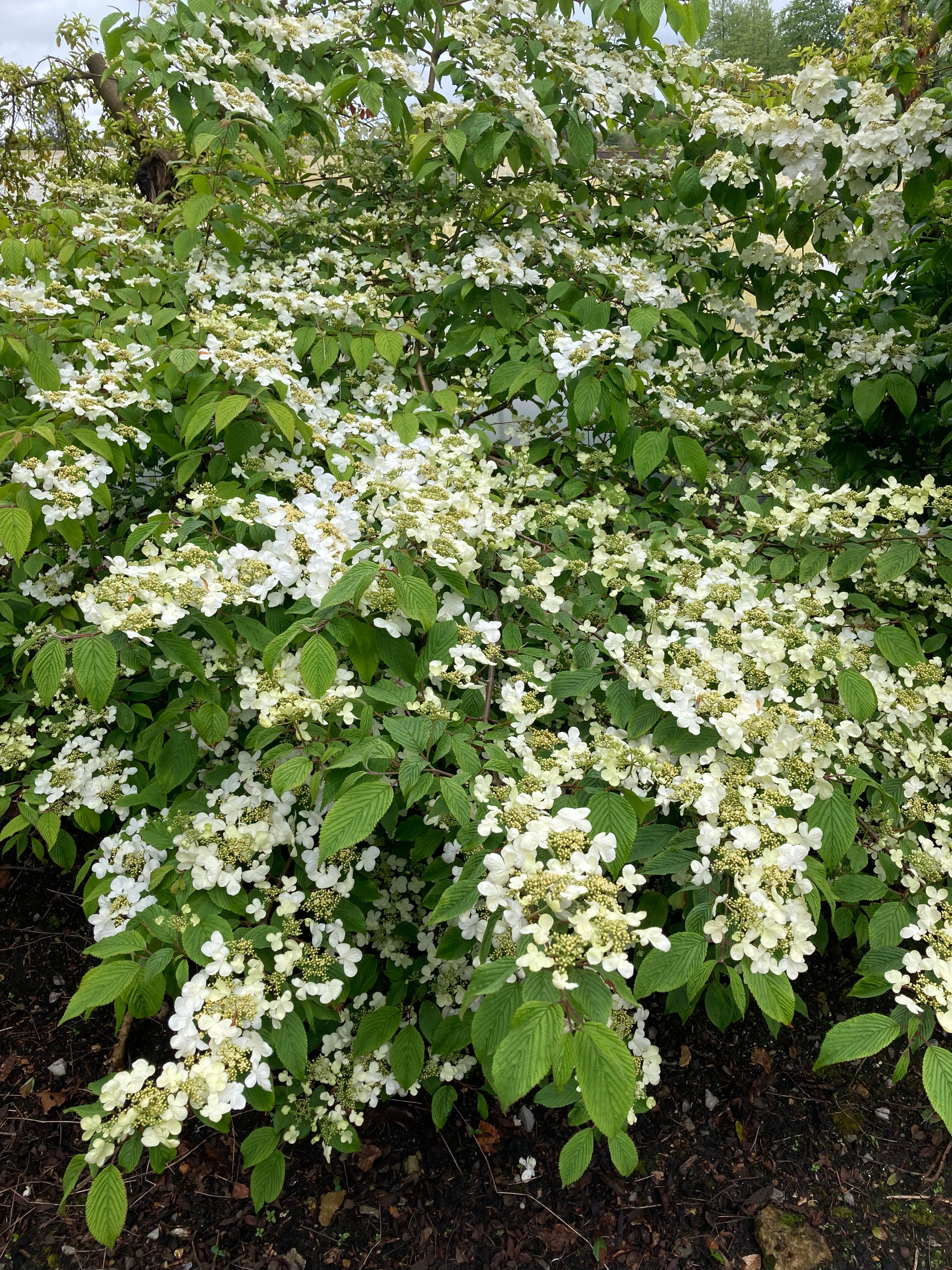 Viburnum plicatum Lanarth - Champion Plants