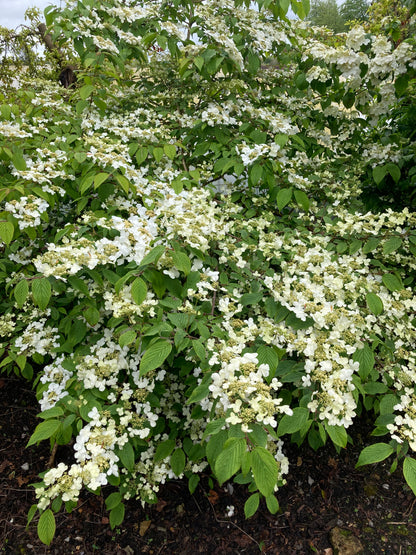 Viburnum plicatum Lanarth - Champion Plants