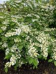 Viburnum plicatum Lanarth