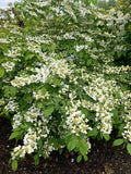 Viburnum plicatum Lanarth