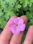 Geranium Jean Armour
