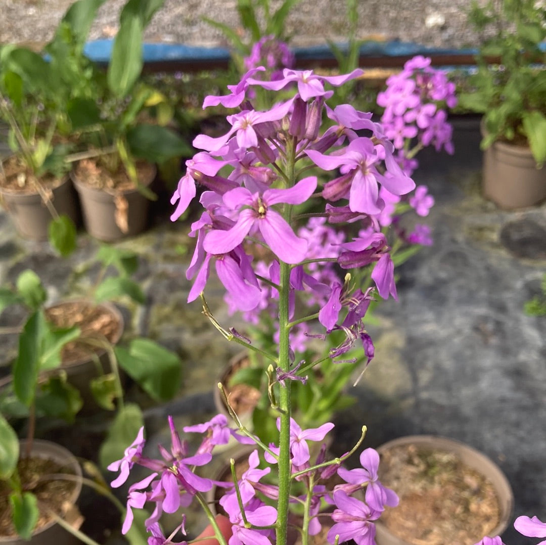 Hesperis matronalis Violet - Champion Plants