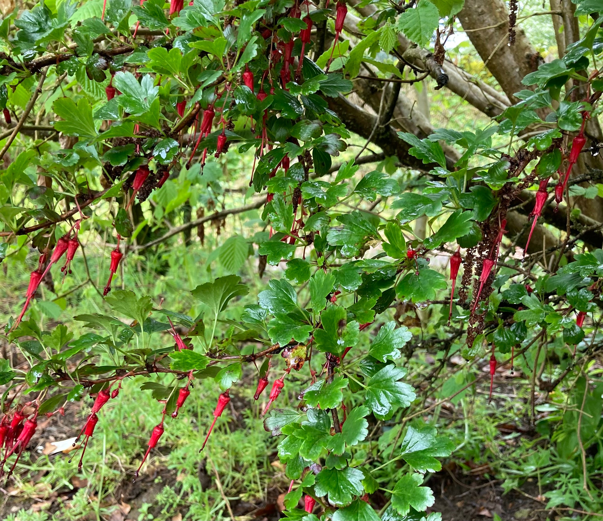 Ribes speciosum - Champion Plants