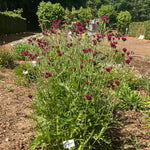 Cirsium rivulare 'Atropurpureum' - AGM
