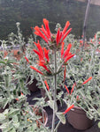 Dicliptera sericea