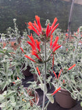 Dicliptera sericea