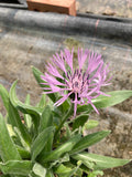 Centaurea montana 'Carnea'