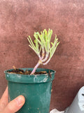 Kale Daubenton