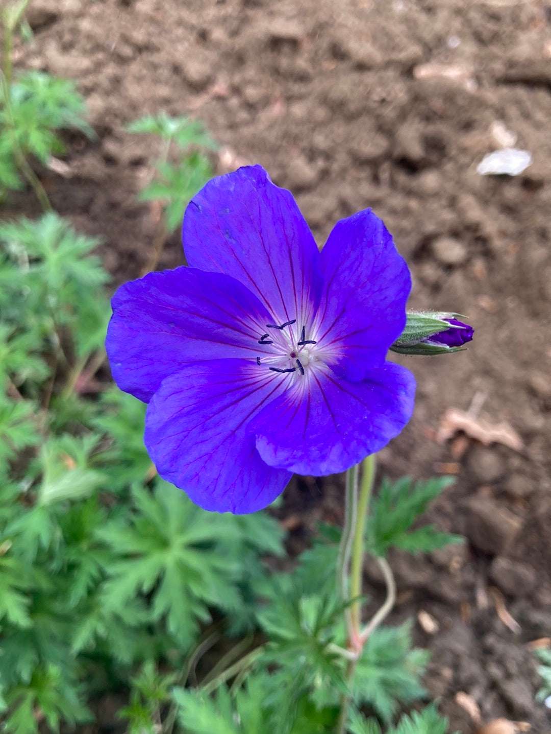 Geranium Orion - AGM - Champion Plants