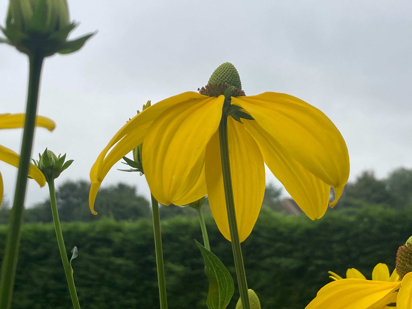 Rudbeckia laciniata Juligold - Champion Plants