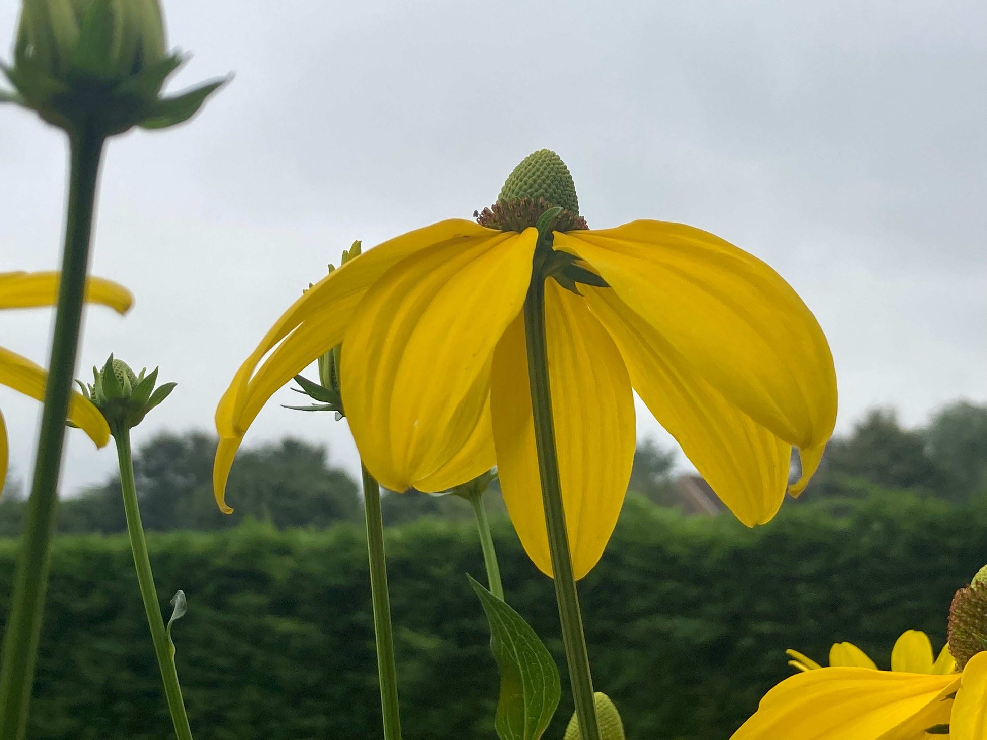 Rudbeckia laciniata Juligold - Champion Plants