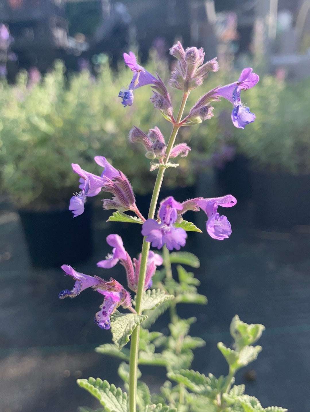 Nepeta Blue Wonder - Champion Plants