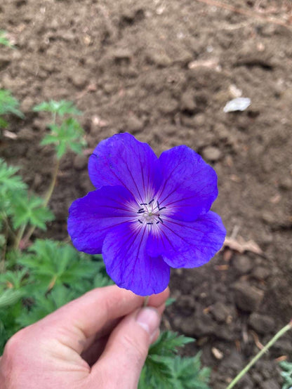 Geranium Orion - AGM - Champion Plants