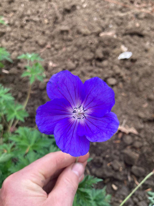 Geranium Orion - AGM - Champion Plants