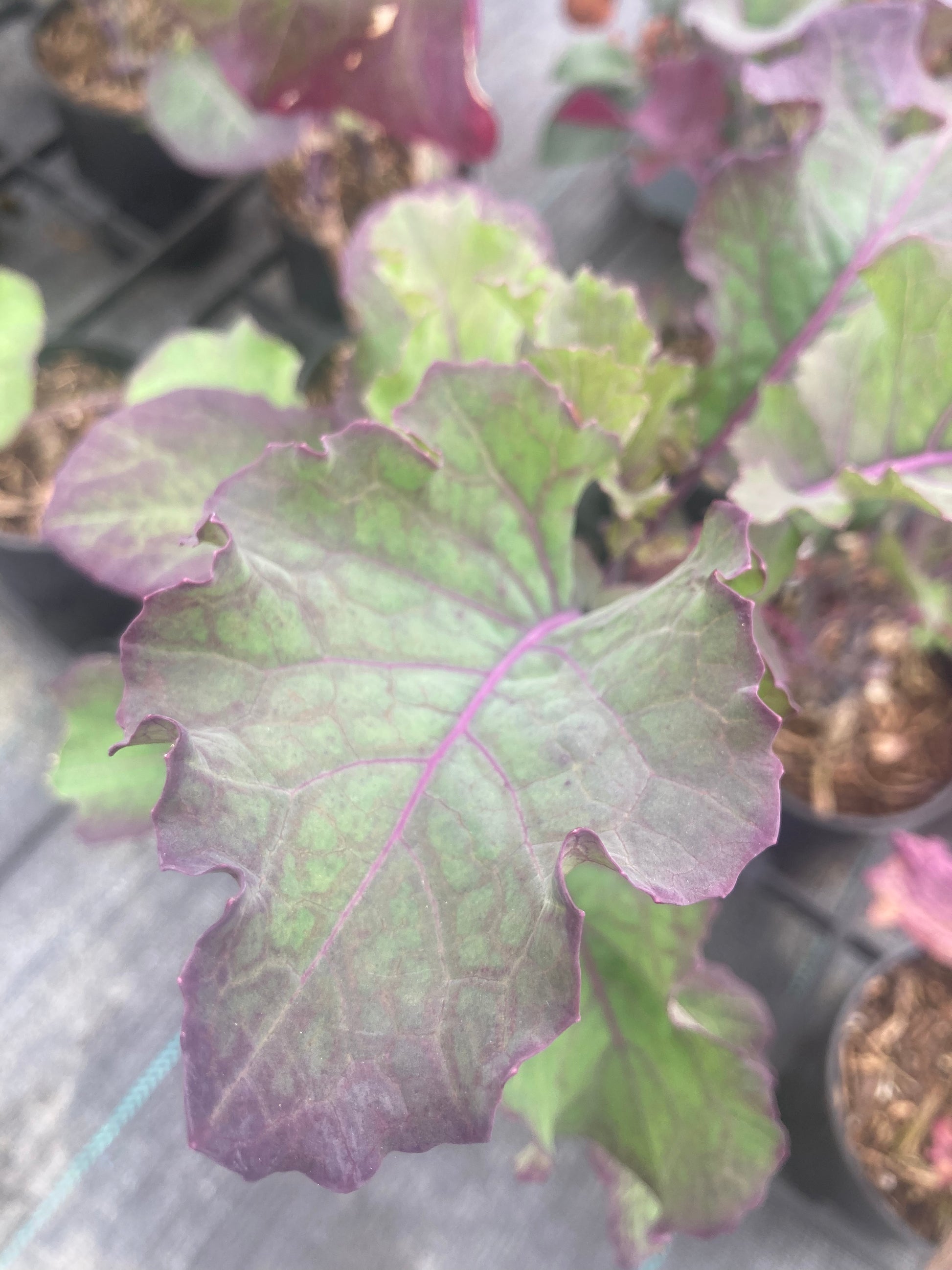Kale Purple Tree Collard - Champion Plants