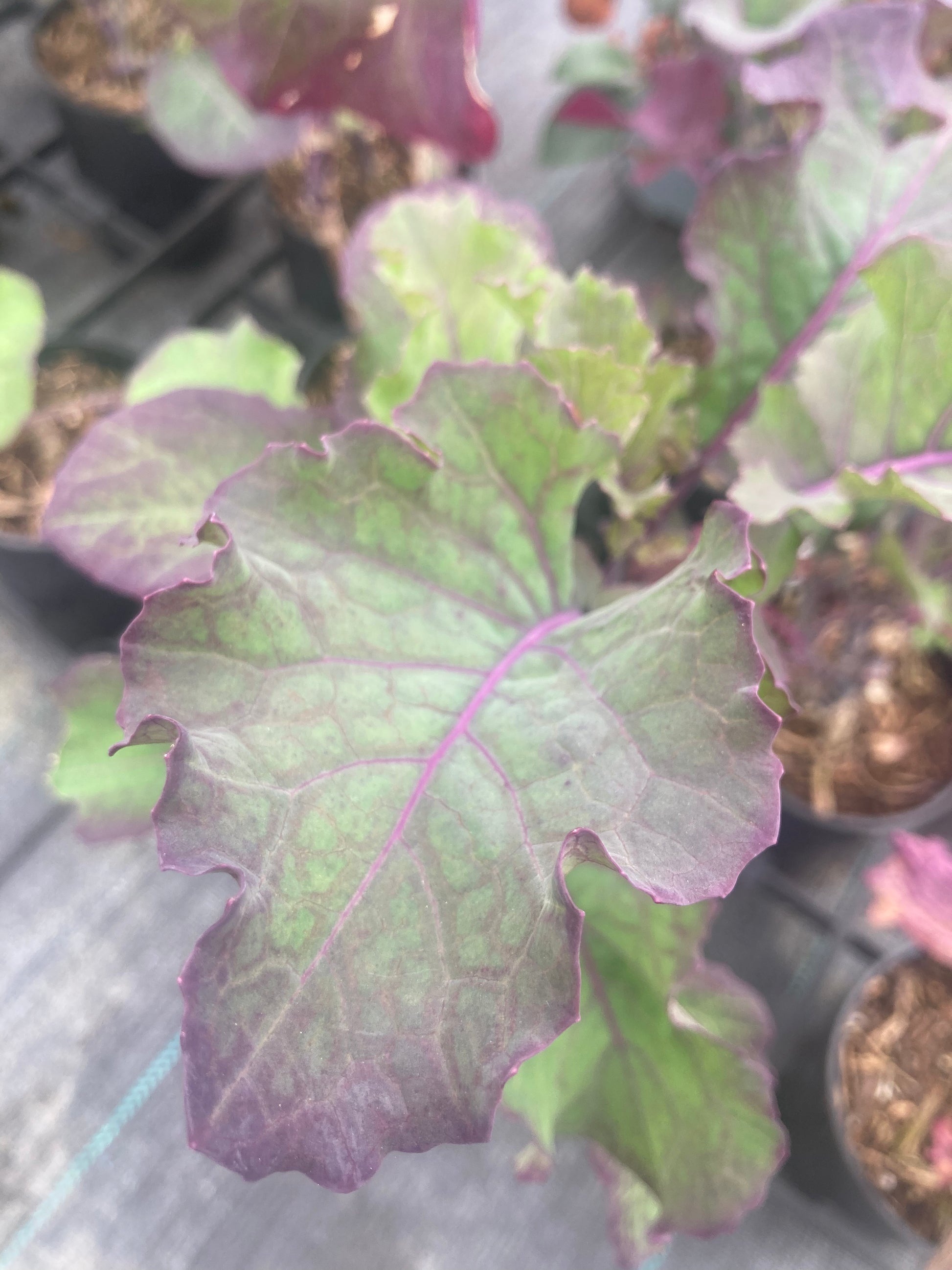 Buy Purple Tree Collard Kale, UK Nursery, Online Plants for sale Mail