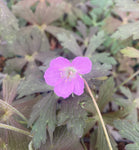 Geranium maculatum 'Expresso'
