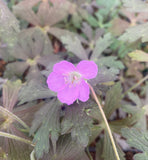 Geranium maculatum 'Expresso'