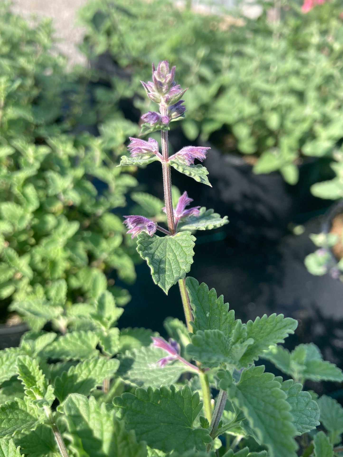 Nepeta racemosa Six Hills Giant -AGM - Champion Plants