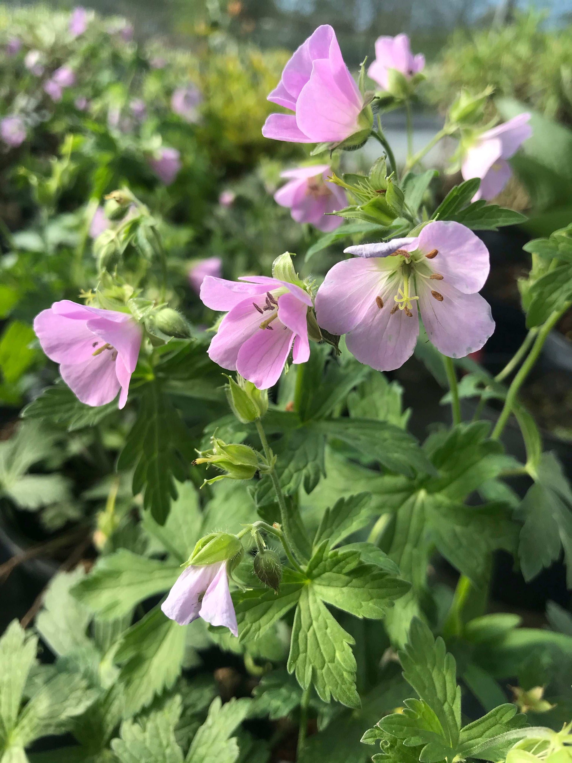 Geranium maculatum Beth Chatto - Champion Plants