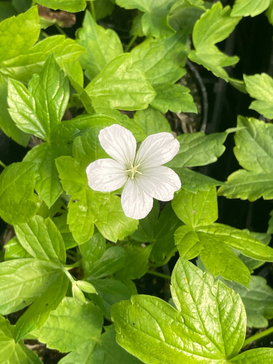 Geranium nodosum Silverwood - Championfull Plants