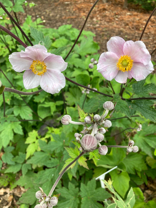 Anemone hupehensis - Champion Plants